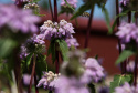 Phlomoides tuberosa ''Bronze Flamingo''