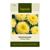 Sommerasters 'Princess Yellow'
