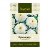 Sommerasters 'Princess White'