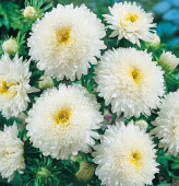Sommerasters 'Princess White'