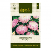 Sommerasters 'Silvery Rose'