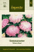 Sommerasters 'Silvery Rose'