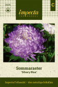Sommerasters 'Silvery Blue'