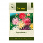 Sommerasters 'Fairy Romance'