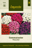 Sommerasters 'Pinocchio'