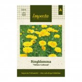 Ringblomst 'Yellow Colossal'