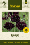 Kornblomst 'Black Boy', Fin i sommerbede og buketter. Kan også tørres.