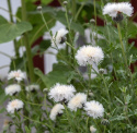 Duftsultan 'The Bride', snehvide blomster med frynsede kronblade og sød duft, især hen mod aften.