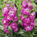Vinterlevkøy 'Mathilda Antique Rose', velduftende blomsteraks med doble til enkle purpurrosa blomster med hvit midt på staselige stilker.