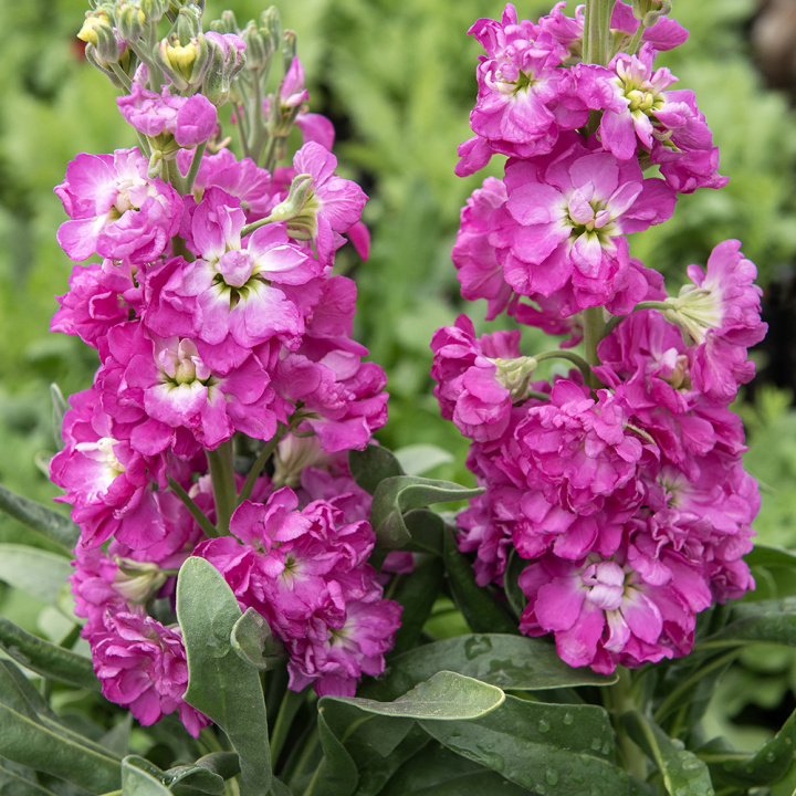 Vinterlevkøy 'Mathilda Antique Rose', velduftende blomsteraks med doble til enkle purpurrosa blomster med hvit midt på staselige stilker.