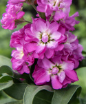 Vinterlevkøy 'Mathilda Antique Rose', velduftende blomsteraks med doble til enkle purpurrosa blomster med hvit midt på staselige stilker.
