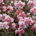 Hageklarkia 'Enchantress', Lettdyrket og riktblomstrende i sommerbed, og utsøkt som snittblomst.