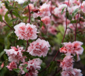 Hageklarkia 'Enchantress', Lettdyrket og riktblomstrende i sommerbed, og utsøkt som snittblomst.