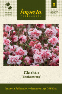 Hageklarkia 'Enchantress', Lettdyrket og riktblomstrende i sommerbed, og utsøkt som snittblomst.