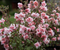 Hageklarkia 'Enchantress', Lettdyrket og riktblomstrende i sommerbed, og utsøkt som snittblomst.