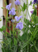 Blomsterert 'Old Spice Flora Norton'