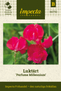 Ærteblomst 'Perfume Millennium', Store, hindbærrøde blomster med bølget kant på blomsterbladene.