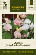 Ærteblomst 'Spring Sunshine Champagne', Delikate hvide til sart champagnerosa blomster med lysere kanter. 