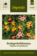 Erythranthe 'Tigrinus Grandiflorus',  elfenbenshvid, gyldengul og dyb bordeaux med forskellige mønstre og pletter i svælget.