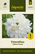 Opiumvalmue 'Yellow Peony', Pæonblomstrende valmue med store, fyldte, kridhvide blomster.
