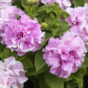 Petunia F1 ''Double Cascade Orchid Mist''