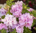 Petunia F1 ''Double Cascade Orchid Mist''