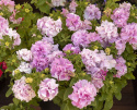 Petunia F1 ''Double Cascade Orchid Mist''