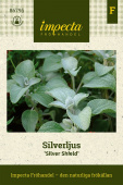 Møllplante 'Silver Shield'