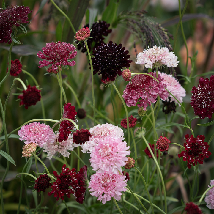 Enkeblomst 'Summer Fruits', blomster i hindbærrød, kirsebærrød og mørk lilla på lange, lette stilke.