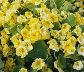 Blomkarse 'Jewel Primrose'