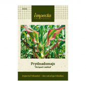 Prydmais 'Striped-Leafed'