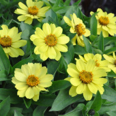 Maryland-sinnia 'Zahara Yellow'
