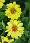 Maryland-sinnia 'Zahara Yellow'