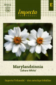 Maryland-sinnia 'Zahara White'