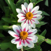 Maryland-sinnia 'Zahara Starlight Rose'