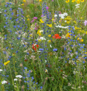 Sommerblomster XL Villblomster