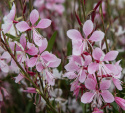 Sommerlys 'Emmeline Pink Bouquet', Grasiøse knipper av delikate blomster på 2–3 cm i kirsebærrosa til epleblomstrosa.
