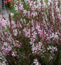 Sommerlys 'Emmeline Pink Bouquet', Grasiøse knipper av delikate blomster på 2–3 cm i kirsebærrosa til epleblomstrosa.