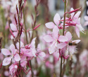 Sommerlys 'Emmeline Pink Bouquet', Grasiøse knipper av delikate blomster på 2–3 cm i kirsebærrosa til epleblomstrosa.